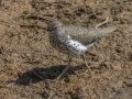 Spotted Sandpiper - Dunbar Cave SP - Clarksville - Montgomery County - TN - April 25, 2024