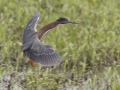 Green Heron - Cross Creeks NWR--Pool 2/ABC, Stewart, Tennessee, United States, May24, 2024