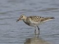 Pectoral Sandpiper - US-TN-Dover - 36.5004x-87.7779 - Jun 20, 2015, 4:54 PM, Stewart, Tennessee, United States, July 3, 2024