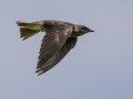 Purple Martin - Tennessee NWR--Britton Ford--Refuge HQ, Henry, Tennessee, United States, June 7, 2024