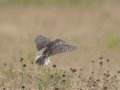 Eastern Meadowlark- Tennessee NWR--Duck River Unit, Humphreys County, TN, June 1, 2024