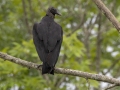 Black Vulture - Cross Creeks NWR--Pool 2/ABC, Stewart, Tennessee, United States, May 24, 2024