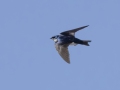 Tree Swallow