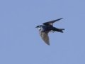 Tree Swallow Cross Creeks NWR Headquarters, Stewart, Tennessee, June 12, 2024