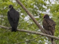 Black Vulture with Turkey Vulture - Cross Creeks NWR--Pool 2/ABC, Stewart, Tennessee, United States, May 24, 2024