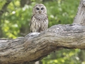 Barred Owl  - Dunbar Cave SP - Clarksville - Montgomery County - TN - April 25, 2024