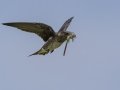 Purple Martin - Tennessee NWR--Britton Ford--Refuge HQ, Henry, Tennessee, United States, June 7, 2024