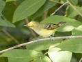 White-eyed Vireo