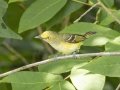 White-eyed Vireo - Cross Creeks NWR--South Reservoir, Stewart, Tennessee, July 3, 2024