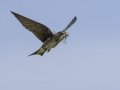 Purple Martin - Tennessee NWR--Britton Ford--Refuge HQ, Henry, Tennessee, United States, June 7, 2024