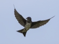 Purple Martin