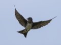 Purple Martin - Tennessee NWR--Britton Ford--Refuge HQ, Henry, Tennessee, United States, June 7, 2024
