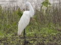 Great Egret - Indian Mound  at Cross Creeks  - Stewart County - TN, May 8, 2024