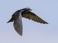 Purple Martin - Tennessee NWR--Britton Ford--Refuge HQ, Henry, Tennessee, United States, June 7, 2024