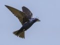 Purple Martin - Tennessee NWR--Britton Ford--Refuge HQ, Henry, Tennessee, United States, June 7, 2024