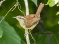 Carolina Wren - Cross Creeks NWR--South Reservoir, Stewart, Tennessee, United States, July 3, 2024