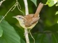 Carolina Wren - Cross Creeks NWR--South Reservoir, Stewart, Tennessee, United States, July 3, 2024