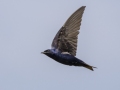 Purple Martin