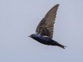 Purple Martin - Tennessee NWR--Britton Ford--Refuge HQ, Henry, Tennessee, United States, June 7, 2024