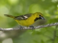 Orchard Oriole -  Barkley Wildlife Management Area - Stewart County - TN, May 1, 2024