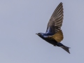 Purple Martin