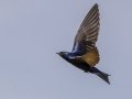 Purple Martin - Tennessee NWR--Britton Ford--Refuge HQ, Henry, Tennessee, United States, June 7, 2024