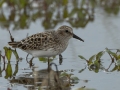 Least Sandpiper - Indian Mound  at Cross Creeks  - Stewart County - TN, May 8, 2024