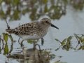 Least Sandpiper - Indian Mound  at Cross Creeks  - Stewart County - TN, May 8, 2024