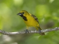 Orchard Oriole -  Barkley Wildlife Management Area - Stewart County - TN, May 1, 2024