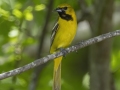 Orchard Oriole -  Barkley Wildlife Management Area - Stewart County - TN, May 1, 2024