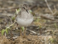 Least Sandpiper - Indian Mound  at Cross Creeks  - Stewart County - TN, May 8, 2024