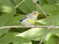 White-eyed Vireo - Cross Creeks NWR--South Reservoir, Stewart, Tennessee, July 3, 2024