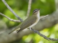 Red-eyed Vireo -  Barkley Wildlife Management Area - Stewart County - TN, May 1, 2024