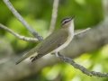Red-eyed Vireo - Barkley Wildlife Management Area - Stewart County - TN, May 1, 2024