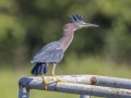 Green Heron - Cross Creeks NWR--Headquarters, Stewart, Tennessee, United States, June 12, 2024