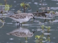 Semipalmated Sandpiper - Indian Mound  at Cross Creeks  - Stewart County - TN, May 8, 2024