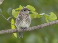 Eastern Bluebird - Tennessee NWR--Britton Ford--Refuge HQ, Henry, Tennessee, United States, June 8, 2024