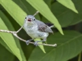 Blue-gray Gnatcatcher - Cross Creeks NWR--South Reservoir, Stewart, Tennessee, United States, July 3, 2024