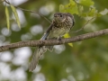 Eastern Bluebird - Tennessee NWR--Britton Ford--Refuge HQ, Henry, Tennessee, United States, June 8, 2024