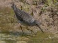 Solitary Sandpiper - Dunbar Cave SP - Clarksville - Montgomery County - TN - April 25, 2024