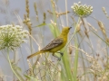 Orchard Oriole - Tennessee NWR--Britton Ford--Refuge HQ, Henry, Tennessee, United States, June 8, 2024