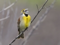 Dickcissel- Tennessee NWR--Duck River Unit, Humphreys County, TN, June 1, 2024