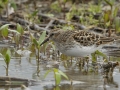 Least Sandpiper - Indian Mound  at Cross Creeks  - Stewart County - TN, May 8, 2024