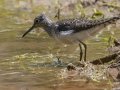 Solitary Sandpiper - Dunbar Cave SP - Clarksville - Montgomery County - TN - April 25, 2024
