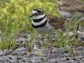 Killdeer - Indian Mound  at Cross Creeks  - Stewart County - TN, May 8, 2024