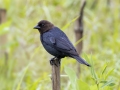 Brown-headed Cowbird - Tennessee NWR--Duck River Unit, Humphreys County, TN, June 1, 2024