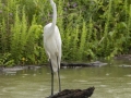 Great Egret - Indian Mound  at Cross Creeks  - Stewart County - TN, May 8, 2024