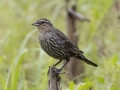 Red-winged Blackbird - Tennessee NWR--Duck River Unit, Humphreys County, TN, June 1, 2024