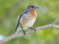 Eastern Bluebird - Tennessee NWR--Britton Ford--Refuge HQ, Henry, Tennessee, United States, June 8, 2024