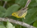 Prairie Warbler